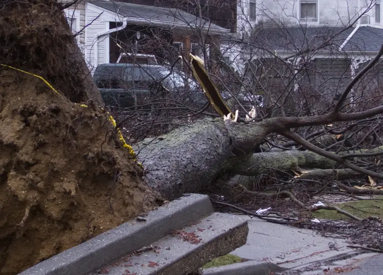 A fallen tree on the side of a road