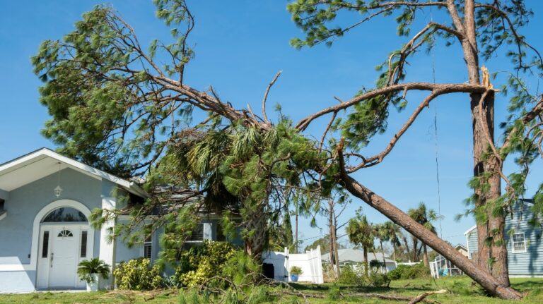 Tree fallen on house